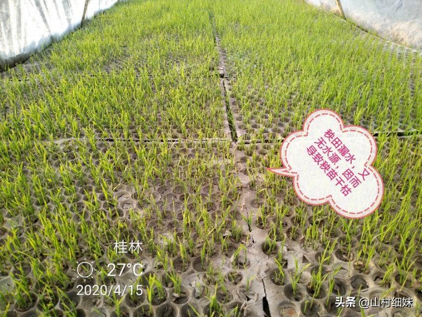 稻地有漏水怎么办,我的稻田渗水太快该咋办