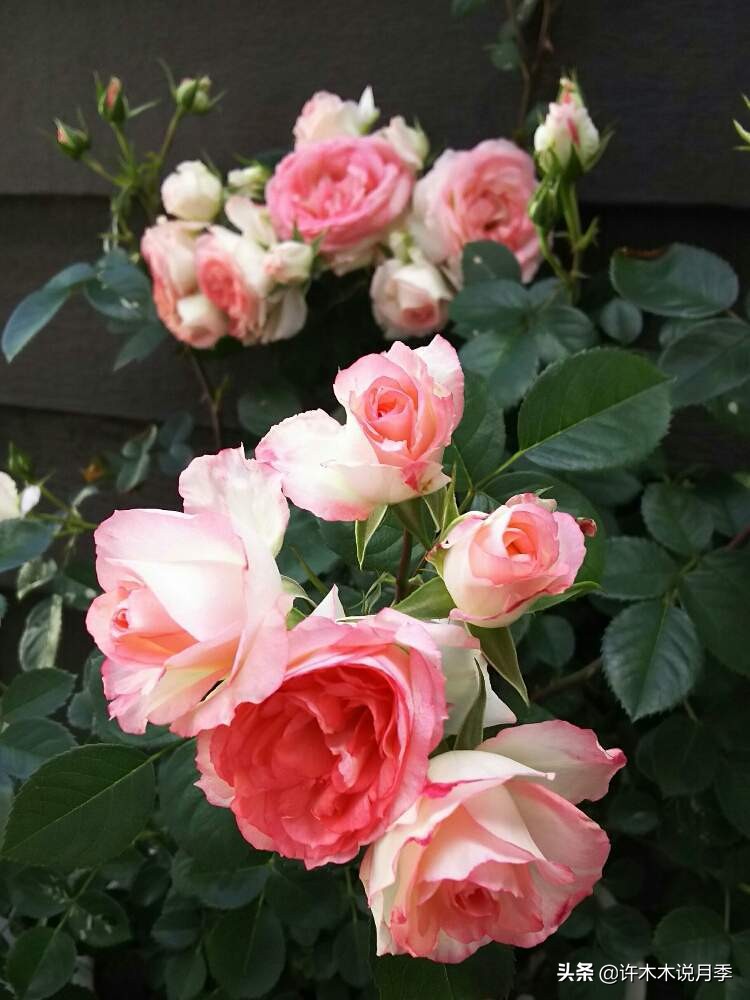 阳台最好养的月季品种推荐,四季开花最好养最好看的月季
