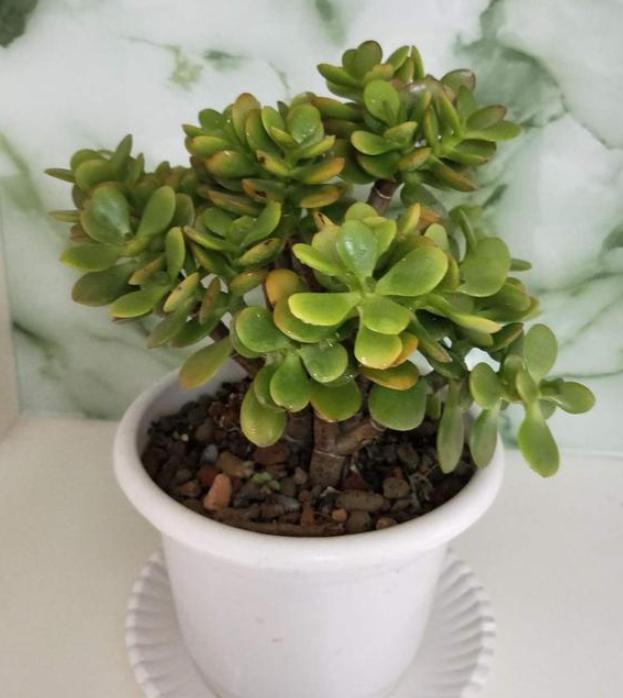 怎样修剪让玉树往高长,如何使盆栽玉树长得旺盛