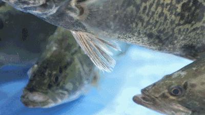 臭鳜鱼怎么读音,臭桂鱼怎么读