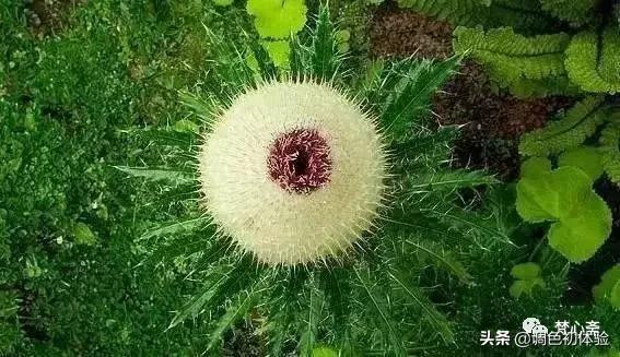 山上的雪莲花,山上雪莲的照片