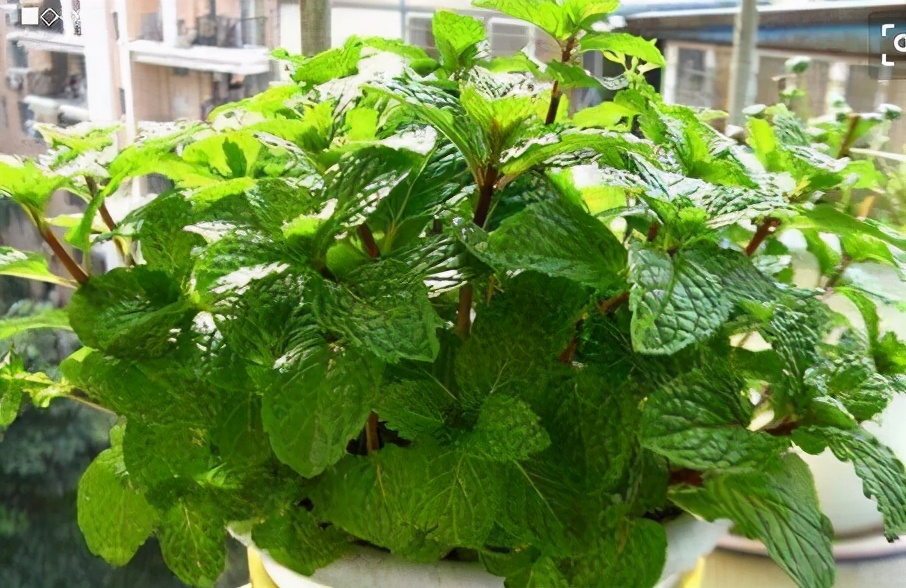 钖勮嵎濡備綍闃叉绐滈珮,鍐閬垮厤钖勮嵎寰掗暱