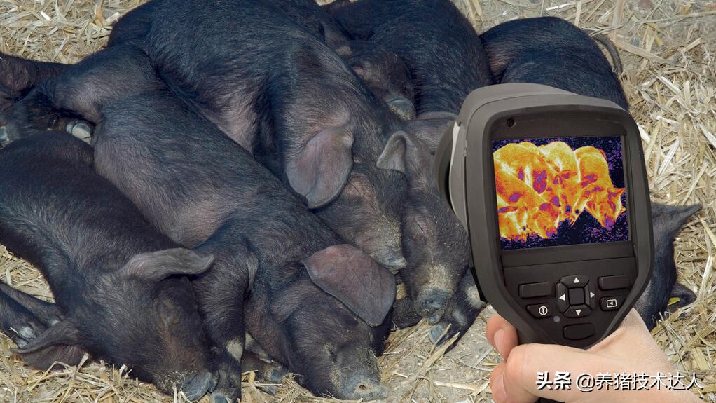 猪热应激的防治方法,猪热应激怎么办
