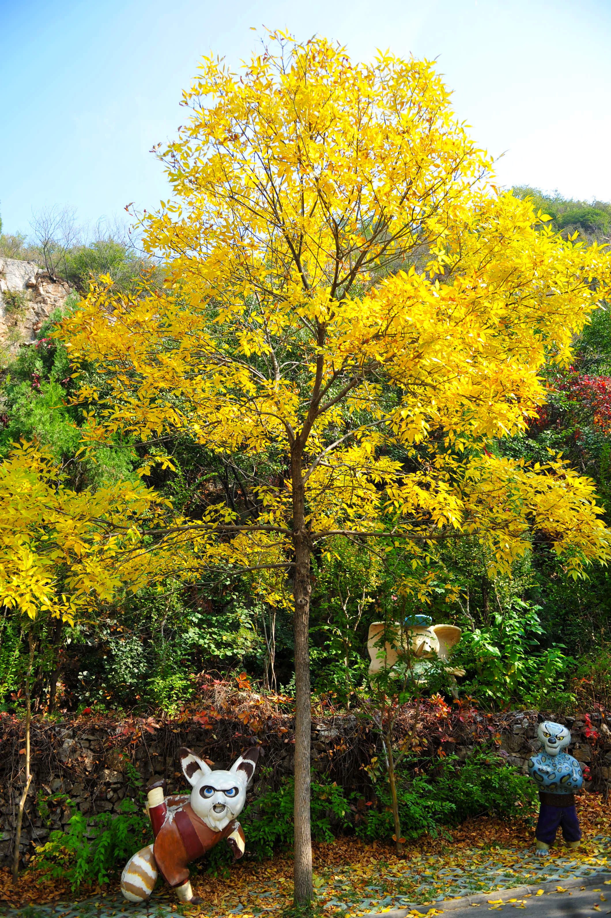 木叶动秋声完整视频,木叶动秋