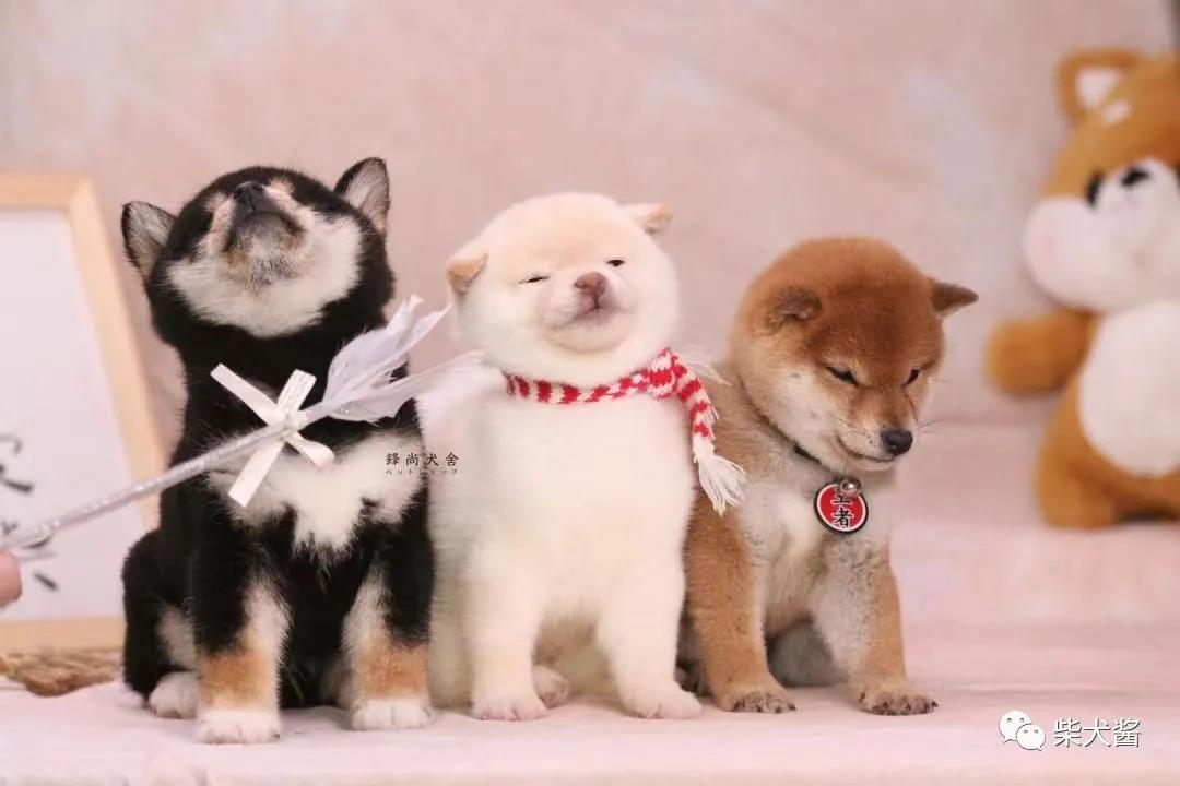 柴犬买犬舍还是宠物店好,哪里的狗市柴犬最便宜