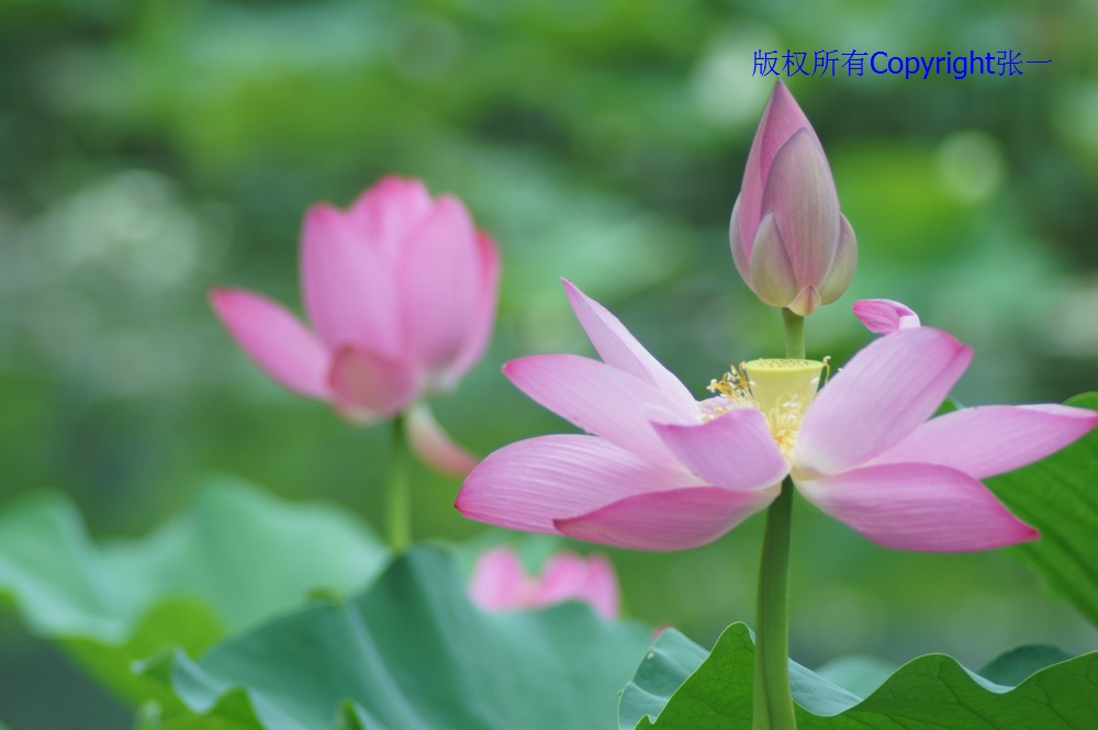 北京紫竹院的荷花：德国Pentacon与日本Minolta镜头实拍对比