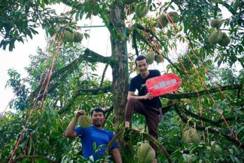 拼多多泰国榴莲尝鲜,泰国榴莲在拼多多上卖