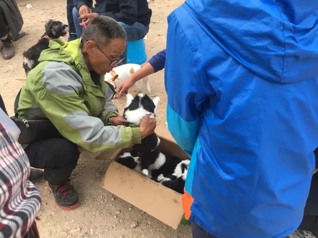 边境牧羊犬出售800元是真的吗知乎,边境牧羊犬会开始出售吗