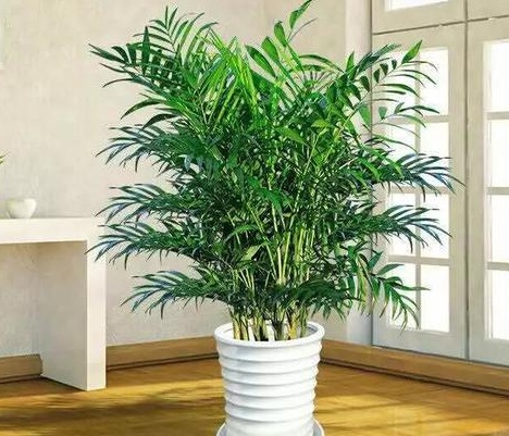 富贵椰子叶子发黄变干怎么办呢,富贵椰子叶子发黄变干怎么办