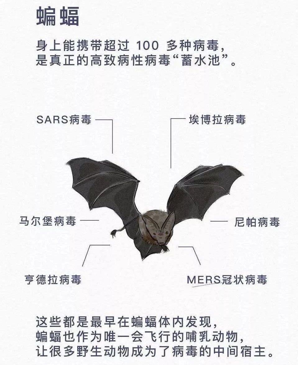 蝙蝠和吸血鬼的渊源,蝙蝠是怎么传播病毒