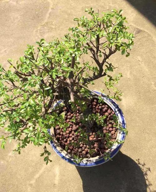 榆树盆景用的榆树是什么品种,小榆树盆景设计100种形态