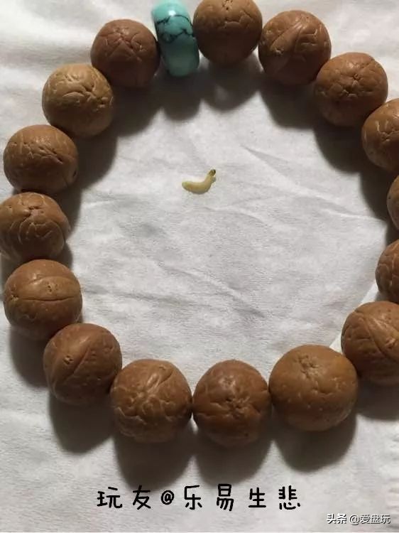 手串里有小白虫是什么虫子,手串上的虫子是哪来的