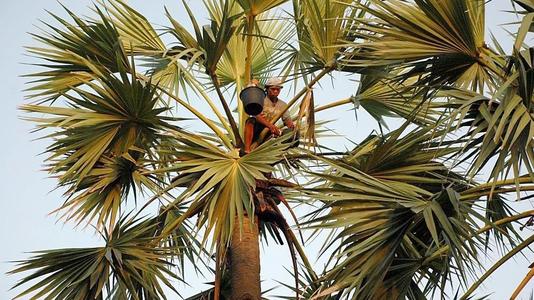 动物界的酒神,动物界酒神