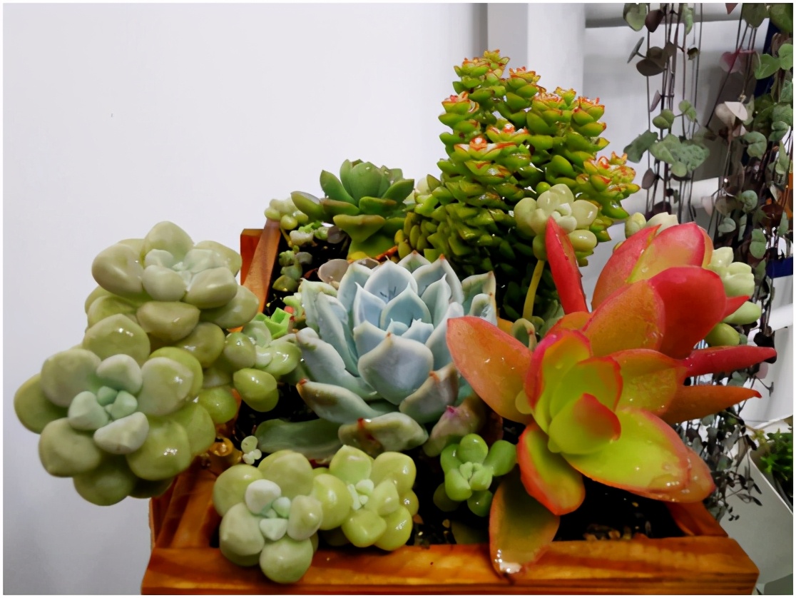 多肉虐我千百遍，我待多肉如初恋