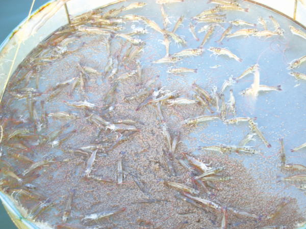 对虾养殖与疾病预防,对虾养殖突发肠炎