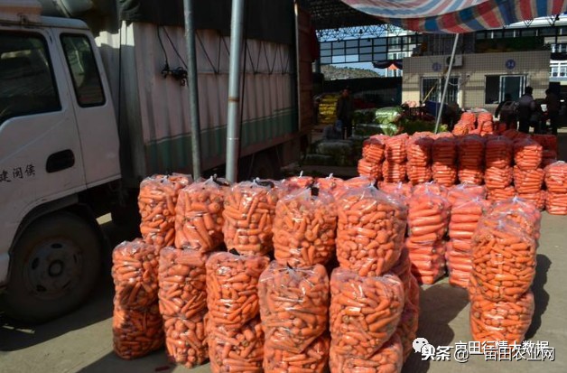 全国今日蔬菜菜价,全国菜价最新消息