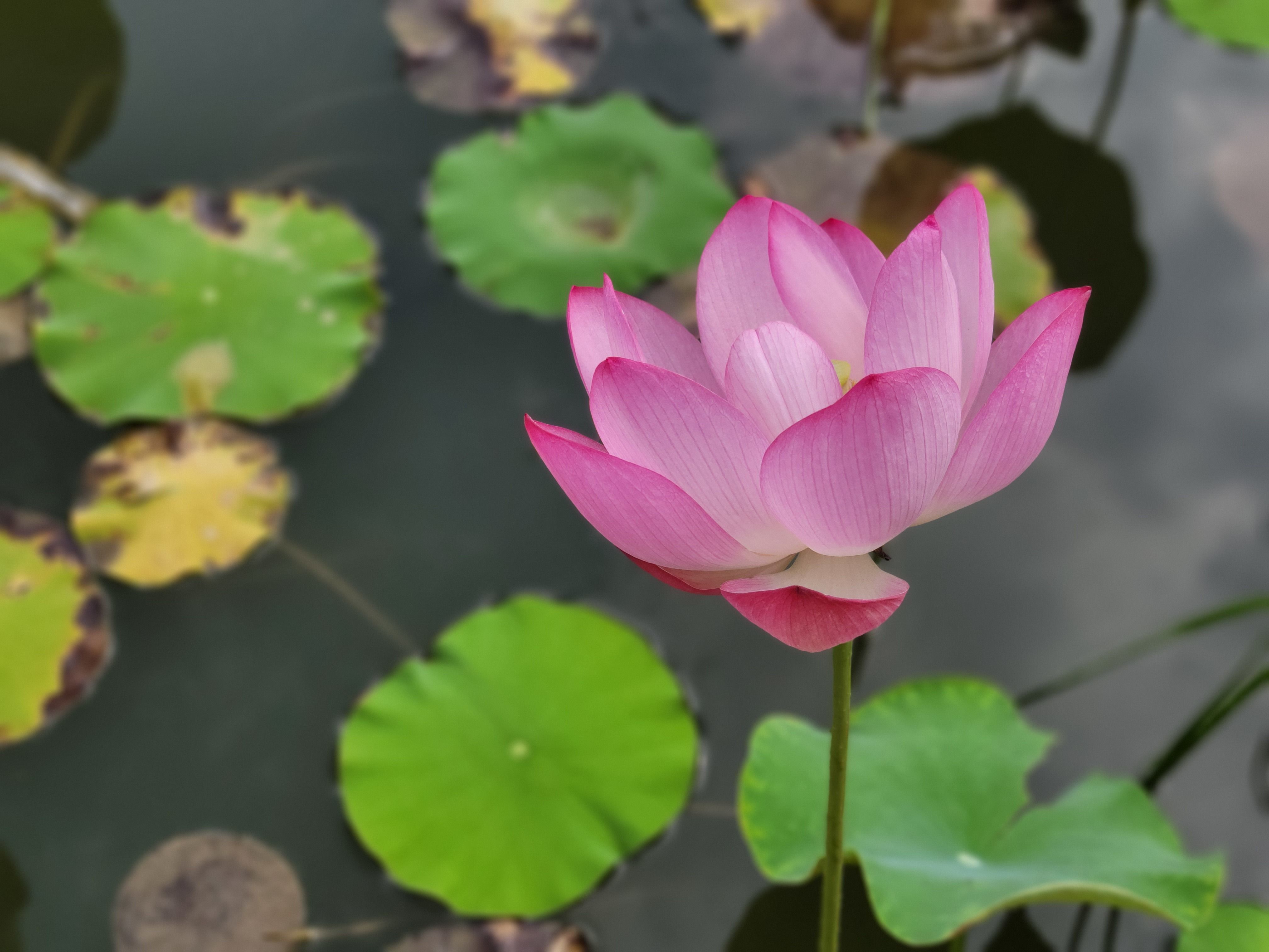 目前最好的三星note20,三星note20最详细评测