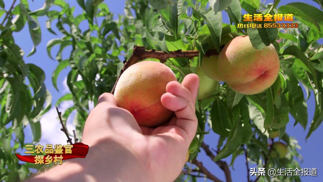 三农青年创业,返乡创业青年记录真实生活三农