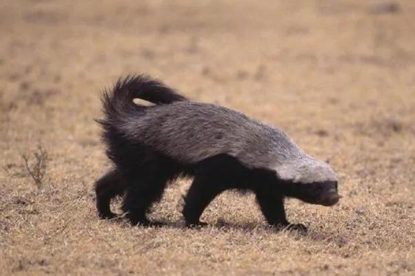 平头哥为什么会变成迷你物种,平头哥到底是什么动物