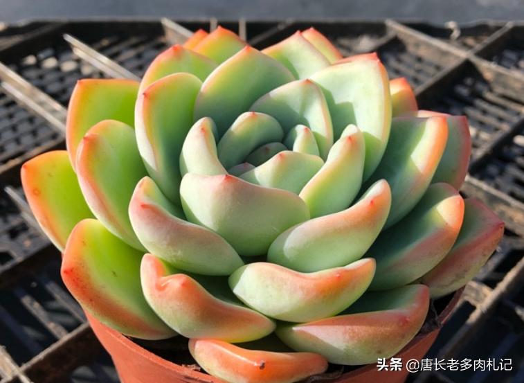 轰动和奶油泡芙是一个品种吗,轰动和奶油泡芙