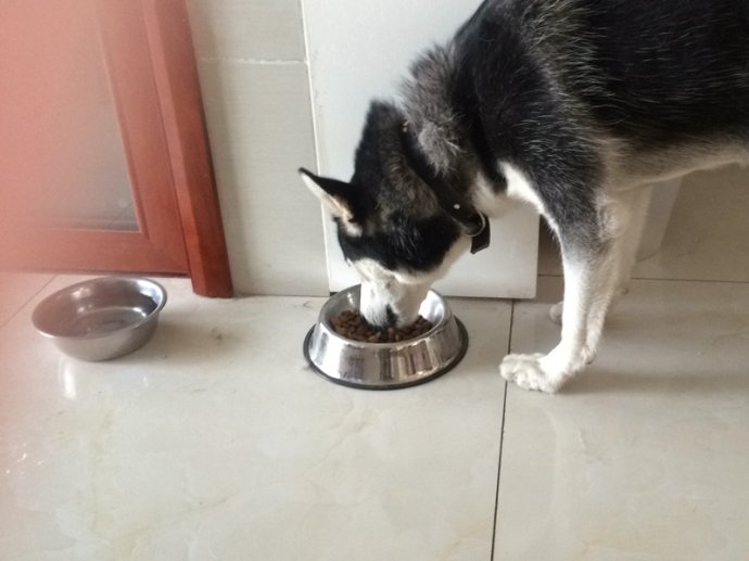 中型犬狗粮推荐性价比高,中型犬狗粮推荐性价比高国产狗粮