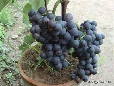 种一棵葡萄有多少果子,种一棵葡萄需要多少土