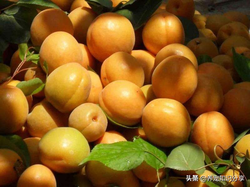 狗狗能吃什么水果排行榜,狗狗能吃桔子芦柑之类的水果吗