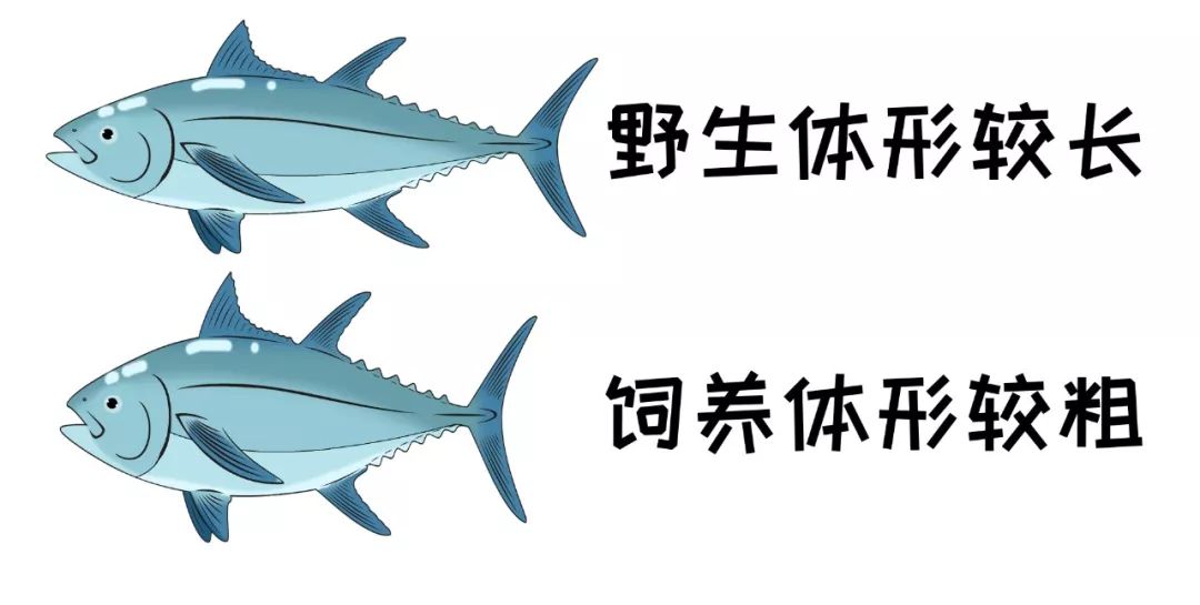 孔雀石绿对鱼的危害,鱼类孔雀石绿