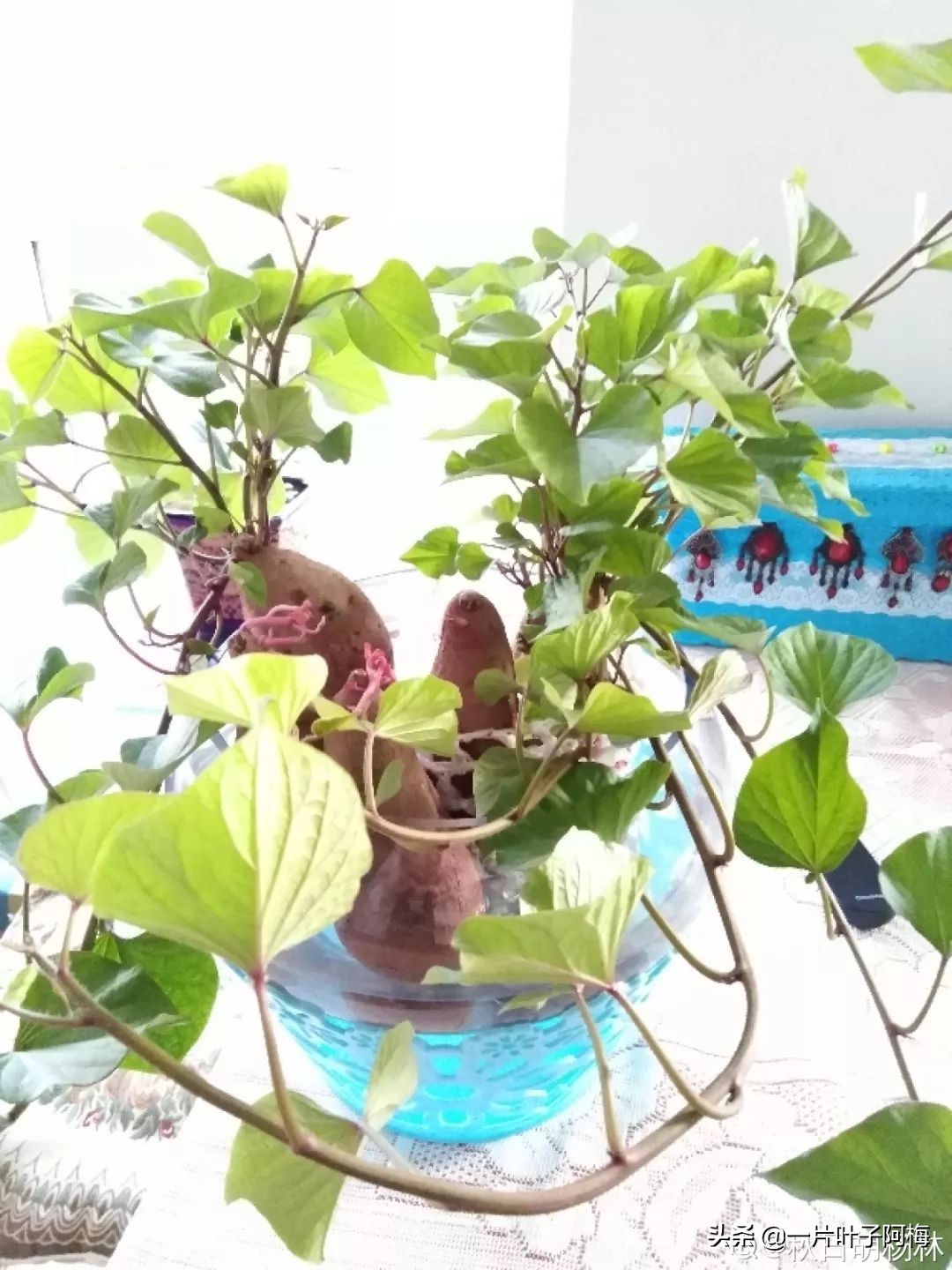 鱼缸不一定只能养鱼，养不活的花丢鱼缸里，沾水立马就疯长