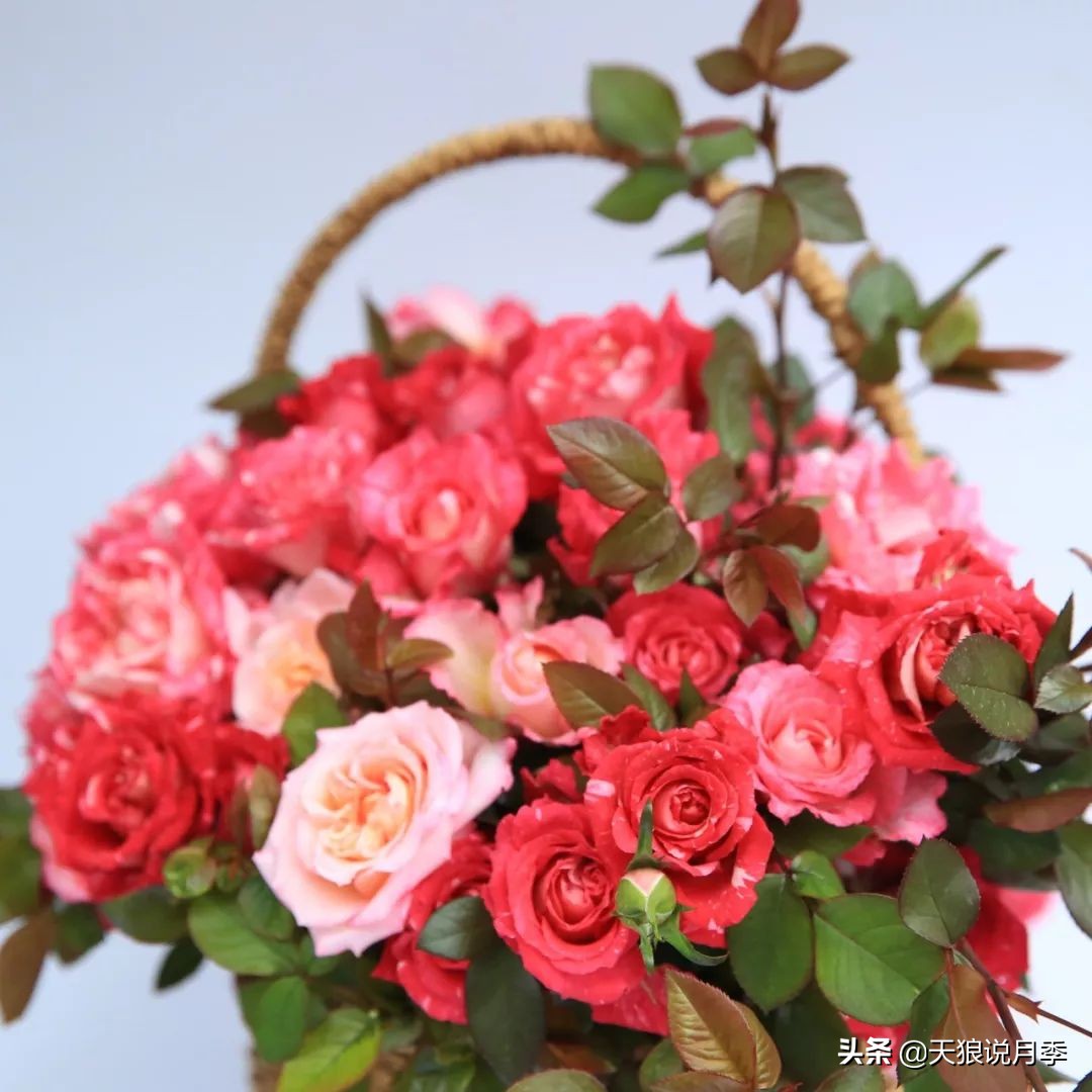 4月最浪漫的一次花开，是171个低价月季小苗带来的巅峰时刻！