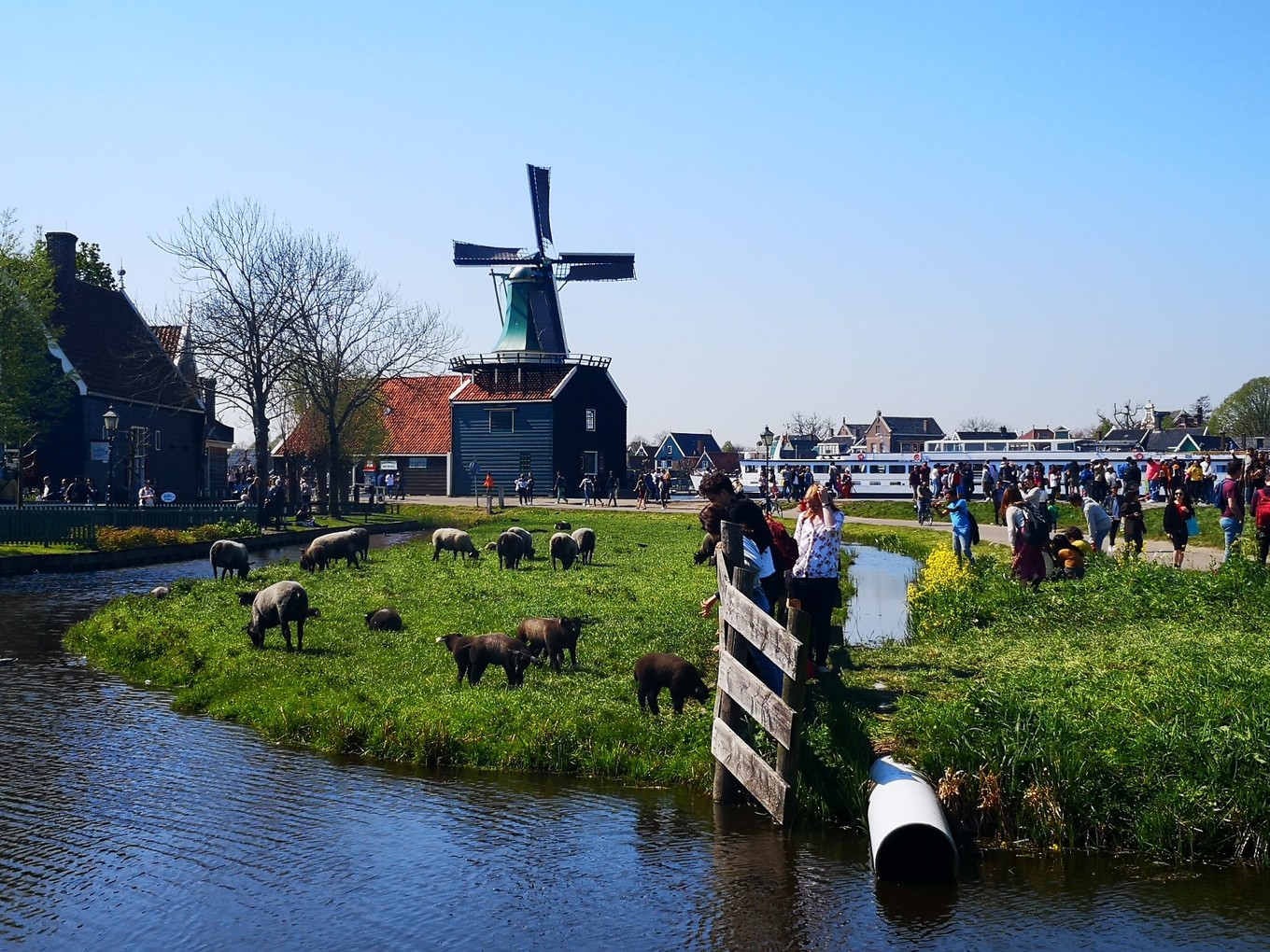 荷兰郁金香一日游攻略,荷兰郁金香旅游