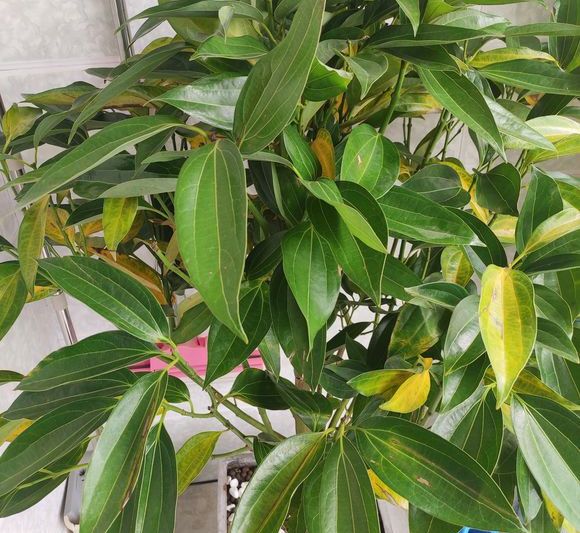 平安树叶子发黄耷拉有黑斑怎么办,平安树有黑斑黄叶怎么办