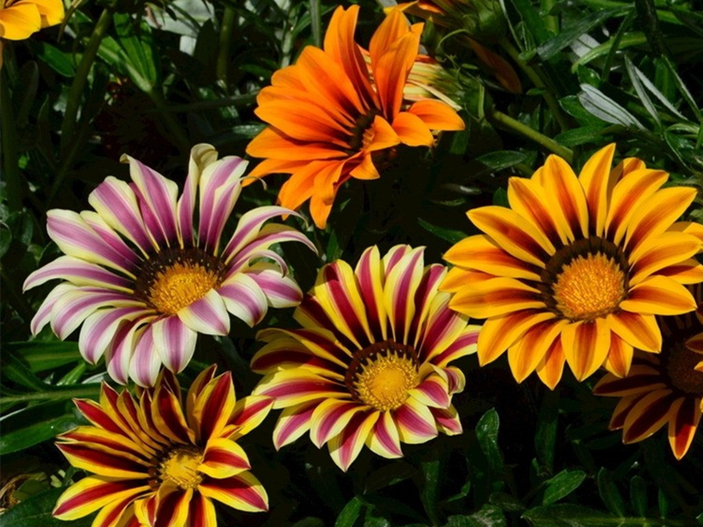 勋章菊花朵不开,勋章菊什么时候开花