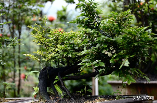 小叶紫檀的盆栽是真的么,小叶紫檀盆栽和黑骨茶盆栽的区别