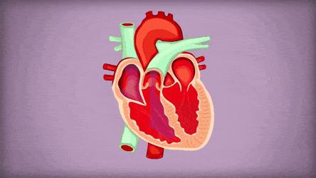 心脏说明书,这份通俗易懂的心脏说明书请收好