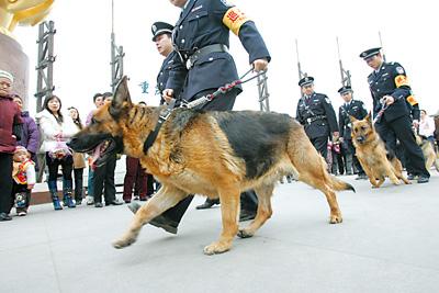 家里适合养什么狗看家护院干活,既能看家又温顺的狗还能照顾孩子
