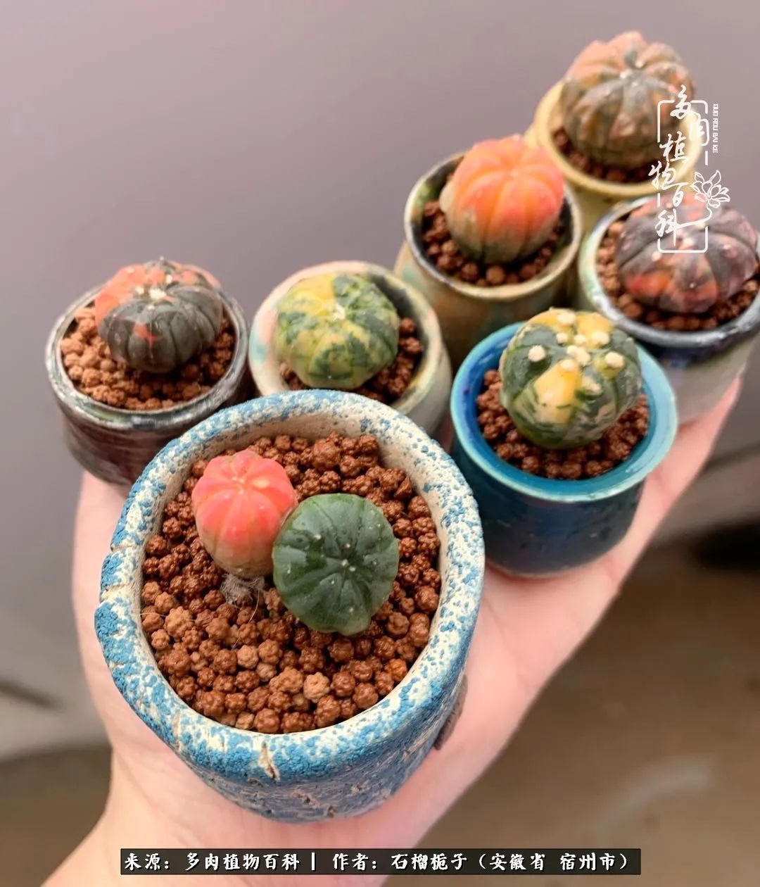 治愈系多肉：何以解忧，唯有多肉