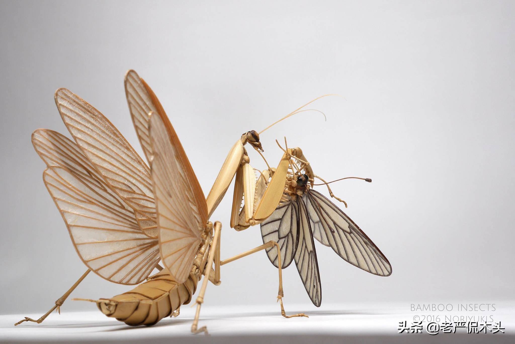 昆虫标本树脂竹节虫,昆虫标本制作竹节虫