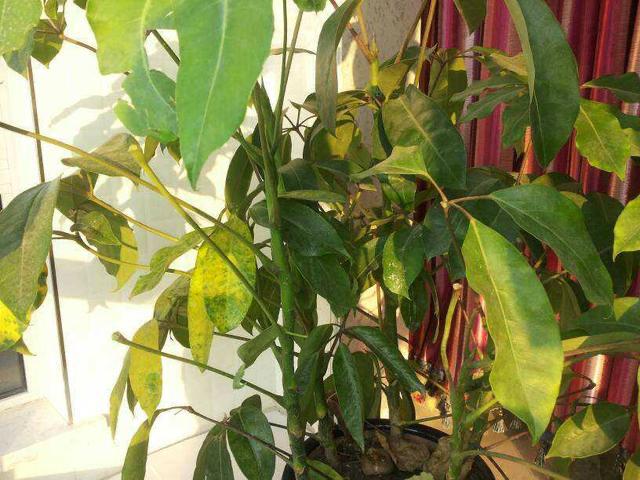 橘子皮养花施什么肥好用,橘子皮肥料适合种菜吗