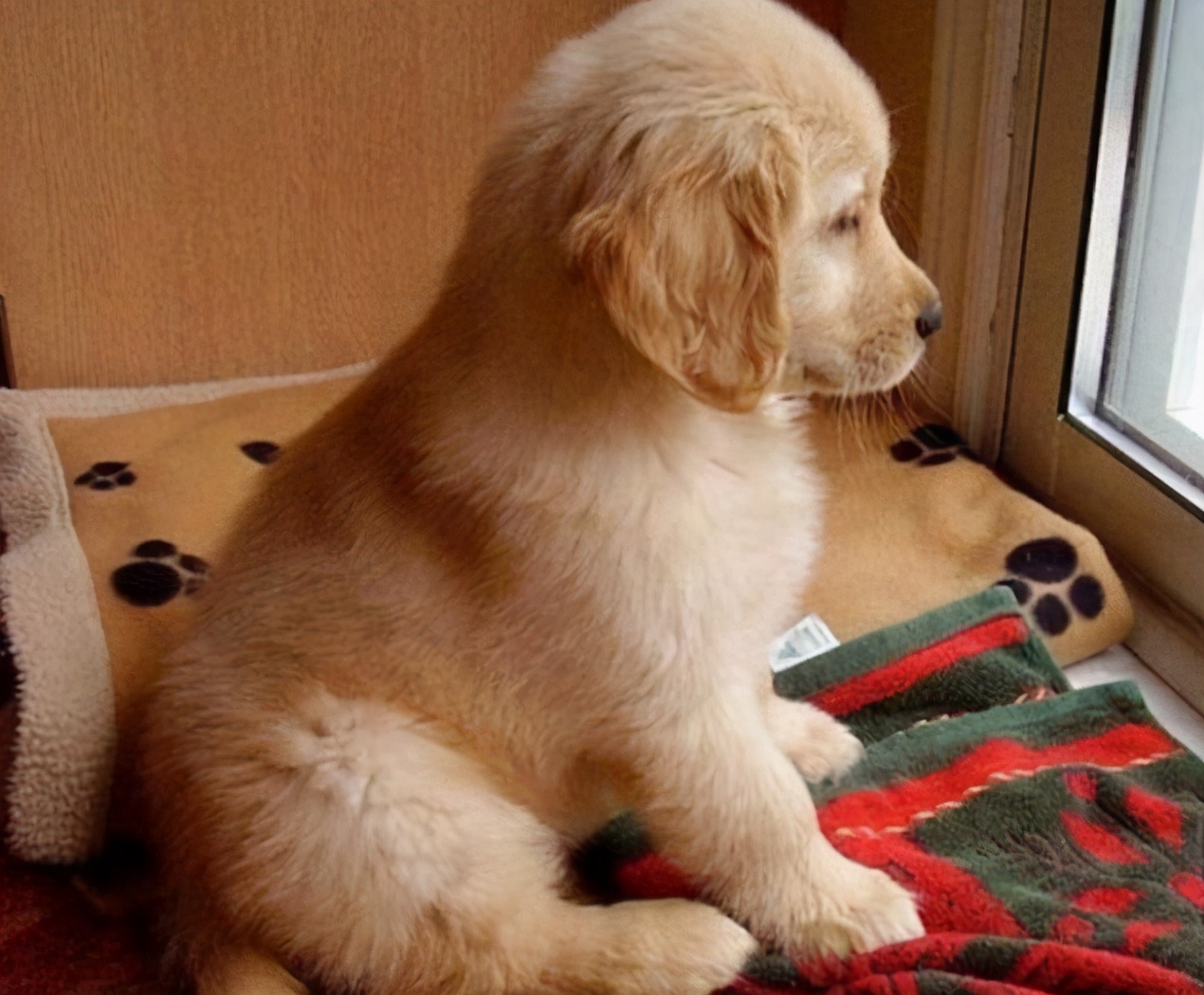 小狗晚上不停哼哼唧唧叫唤怎么办,刚到家的小狗为什么总是喜欢咬人