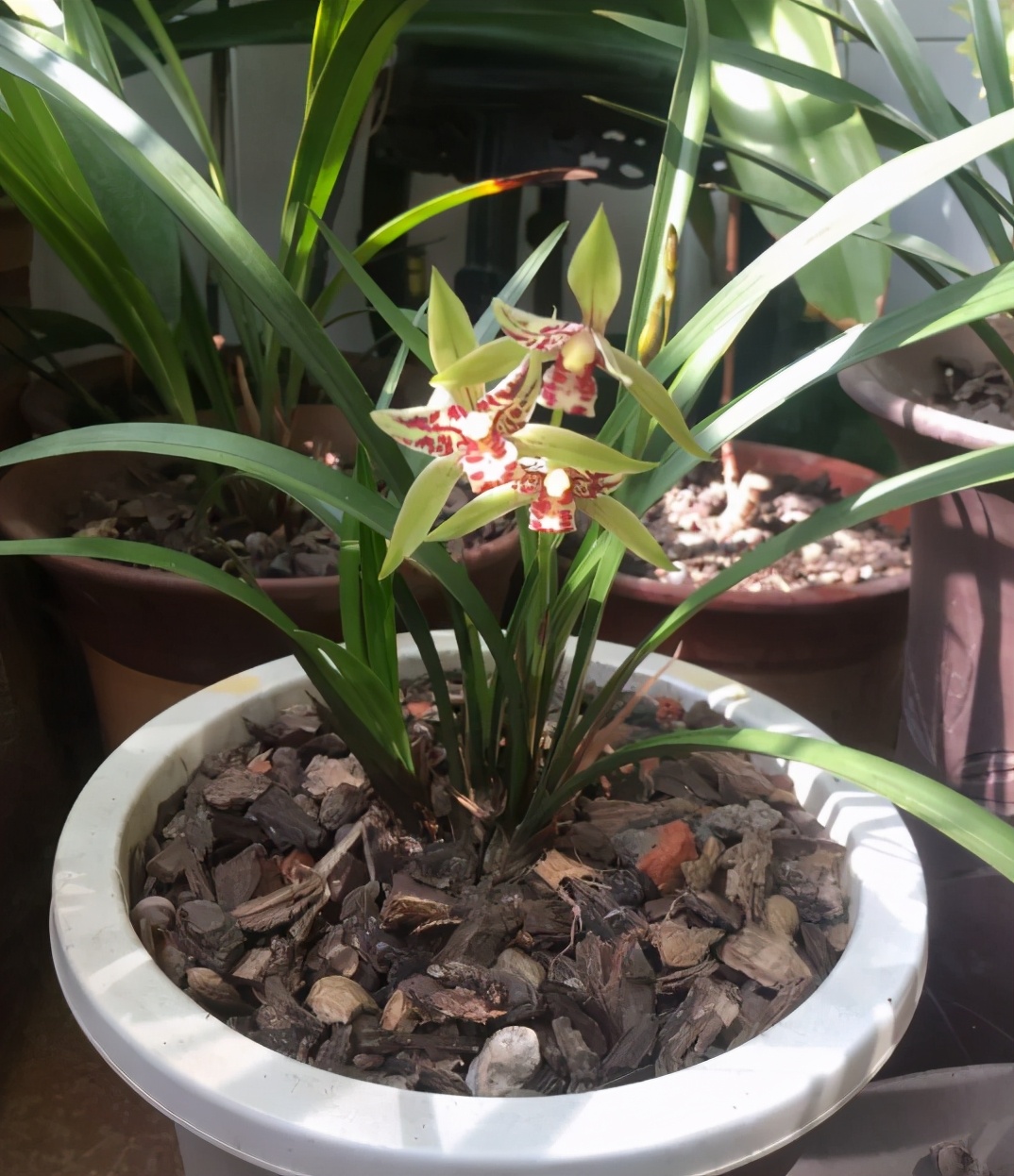 香味最纯正的建兰种类推荐,建兰杂交兰名品