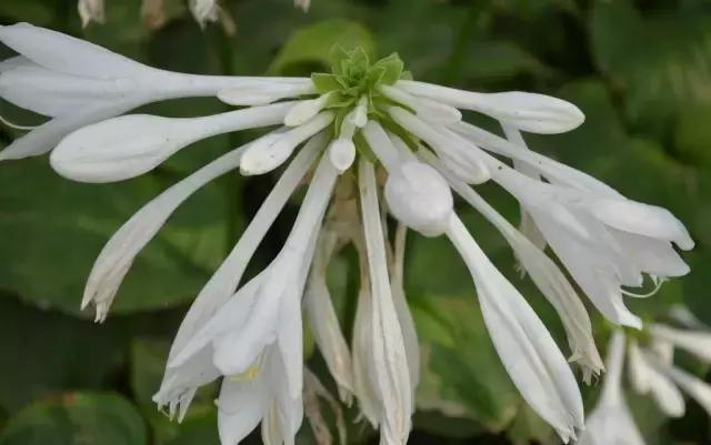 一次性摘各种各样的水果,一次性种很多草莓会怎么样