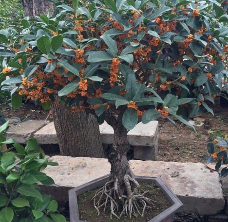 金满堂桂花盆栽养护,流苏嫁接桂花盆栽养护