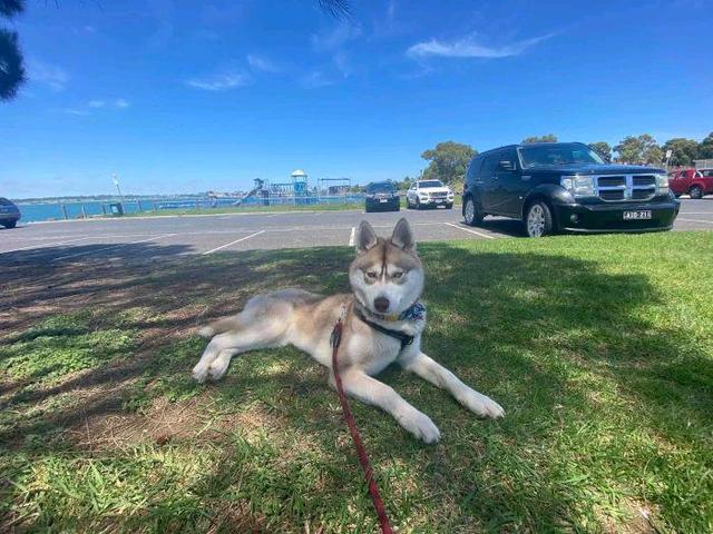 哈士奇和野兽打架,哈士奇和各个动物打架