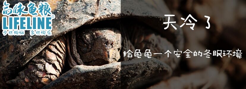 高冠变色龙饲养箱玻璃,高冠变色龙使用注意事项