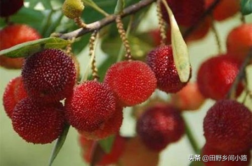 杨梅种植方法与技术,杨梅的种植技术
