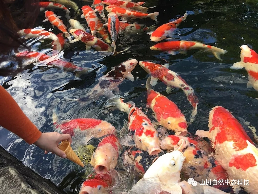 怎么训锦鲤最有效,锦鲤新手必备技巧