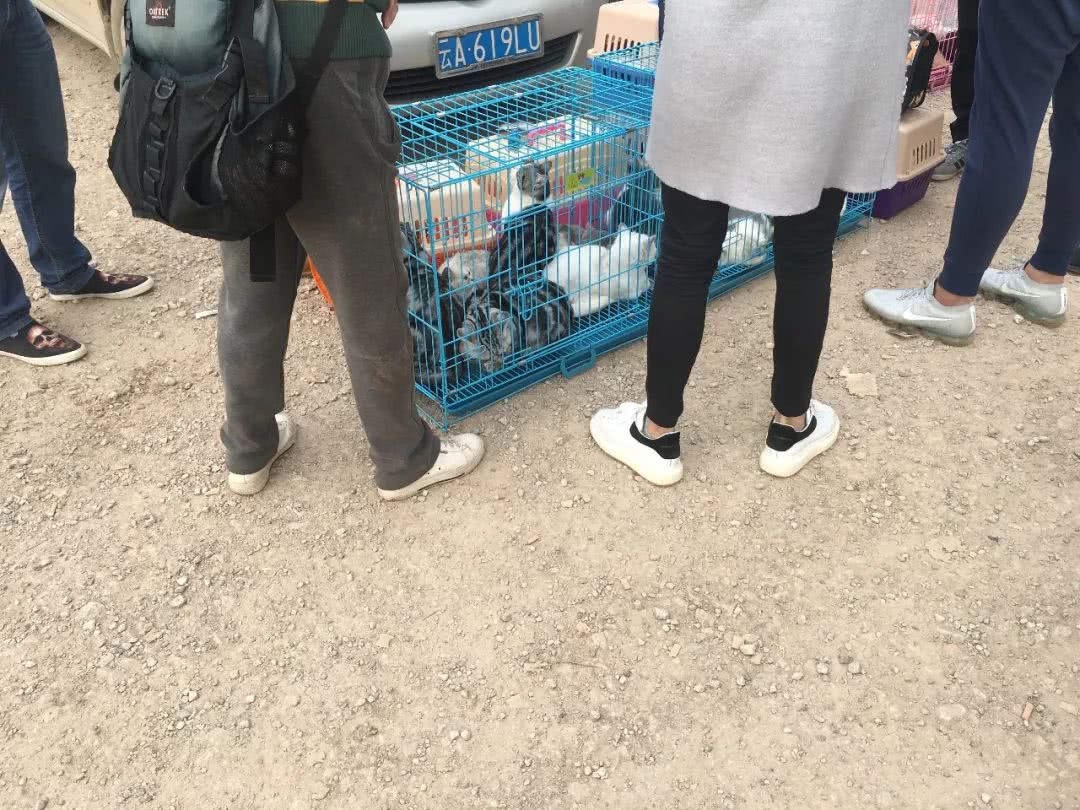 狗市到底怎么样,狗市都有什么啊