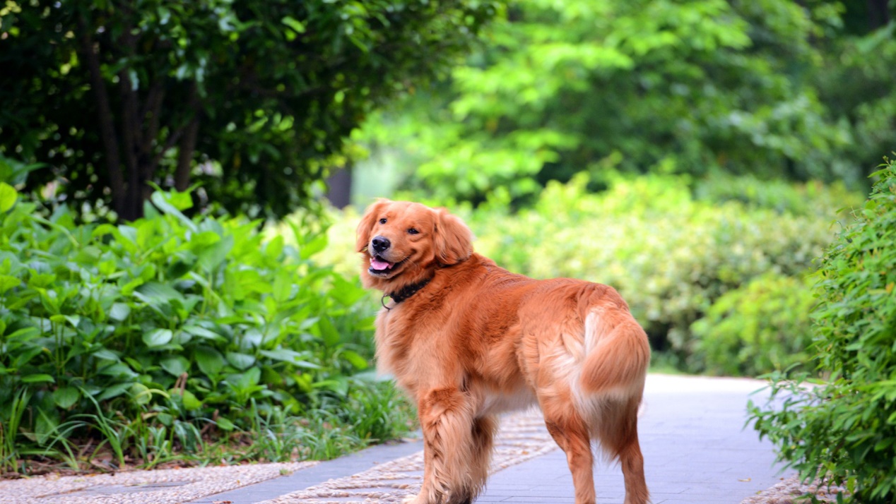 金毛吃什么狗粮又爱吃又健康呢,金毛应该吃什么狗粮最好呢
