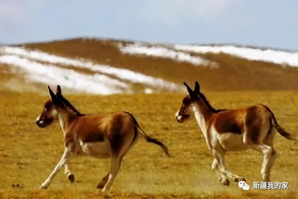 昌吉五家渠市,昌吉乌鲁木齐五家渠